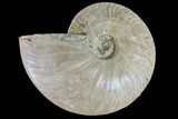 Silver Iridescent Ammonite (Cleoniceras) Fossil - Madagascar #157172-1